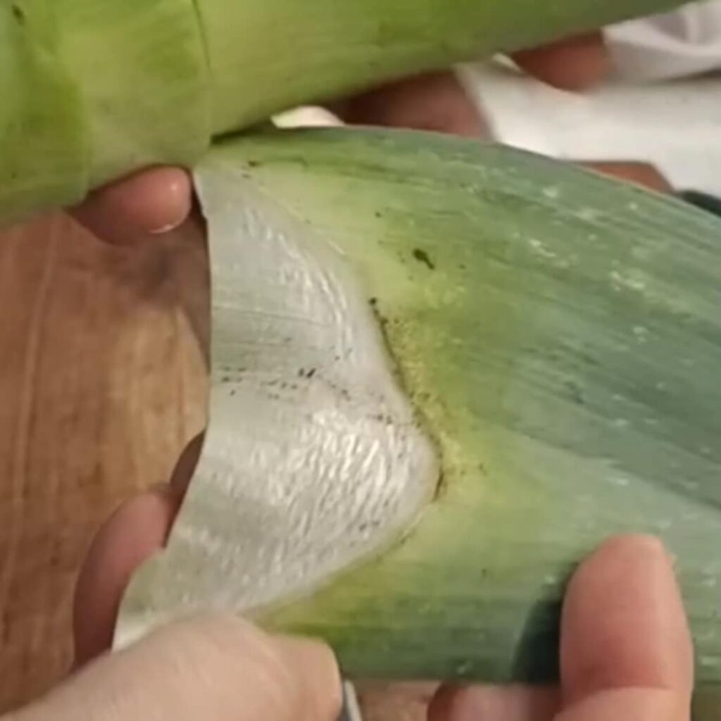 photo of a close up of a green vegetable of leaf with dirt