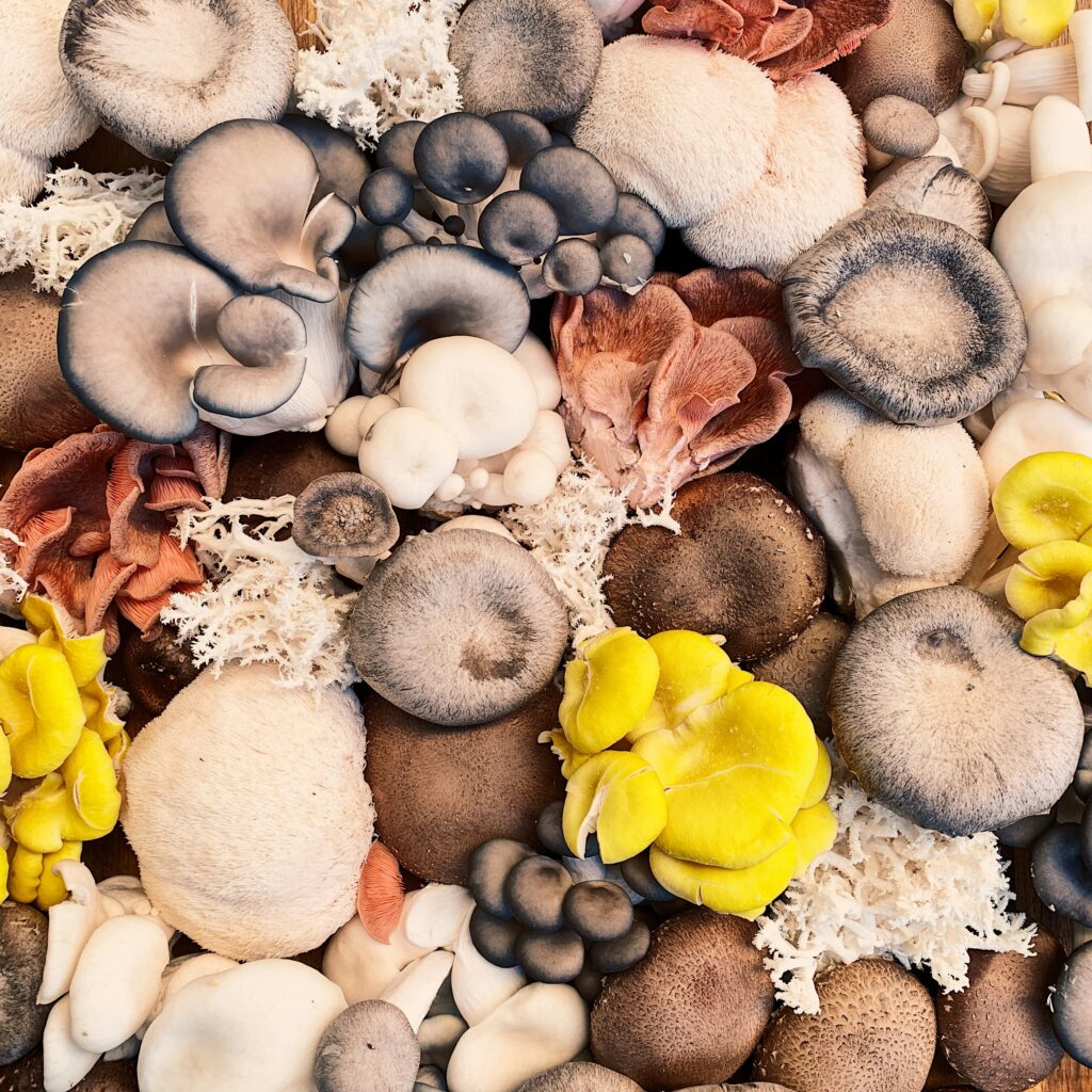 photo of a close up of different coloured mushrooms