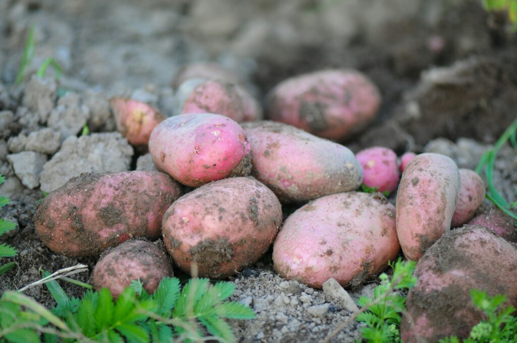 photo of red skinned potatoes freshly dug still with dirt